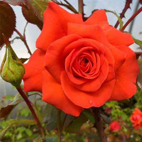 Саджанці троянд Саліта (привитий) - 2-річний Чернівці