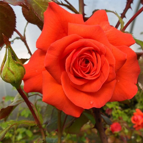 Саджанці троянд Саліта (привитий) - 2-річний Чернівці - фото 1