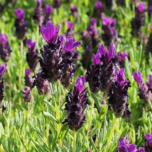 Саженцы лаванды Анук (черенкованный) - 2-летний Черновцы