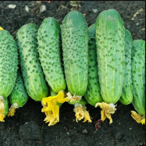 Огірок Дружна сімейка F1 партенокарпік 10шт WestGard Житомир - изображение 3