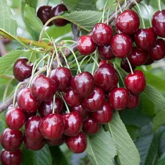 Саджанці черешні Прощальна (привитий) - 1-річний Чернівці