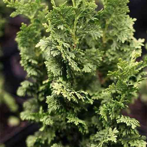 Саджанці туї Зматлік Чернівці