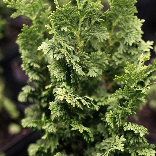 Саджанці туї Зматлік Чернівці - фото 1