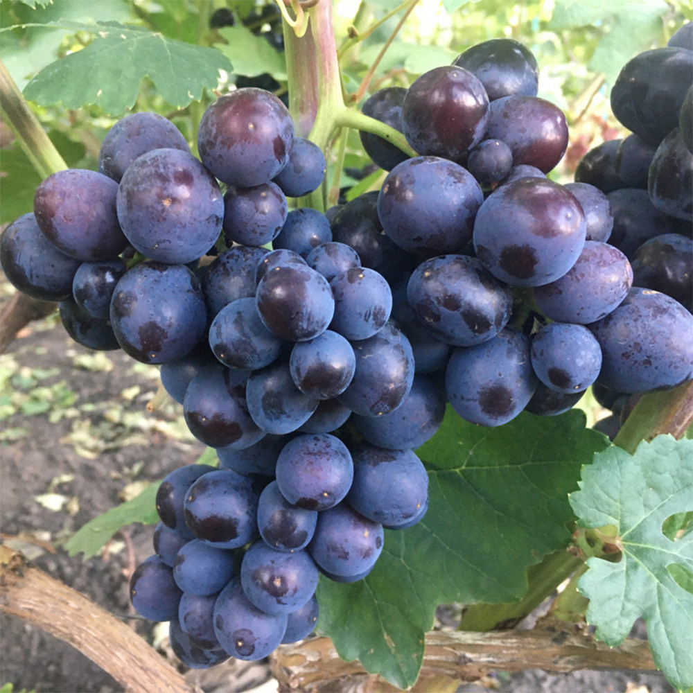 Саженцы винограда Подарок Несветая (черенкованный) - 2-летний Черновцы - изображение 1