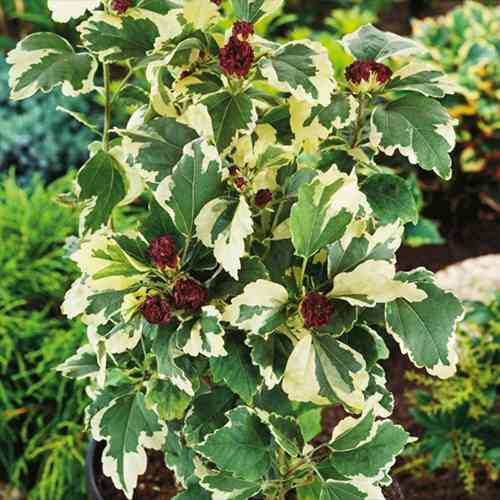 Саженцы гибискуса махрового Пурпуреа Вариегата (черенкованный) - 2-летний Черновцы