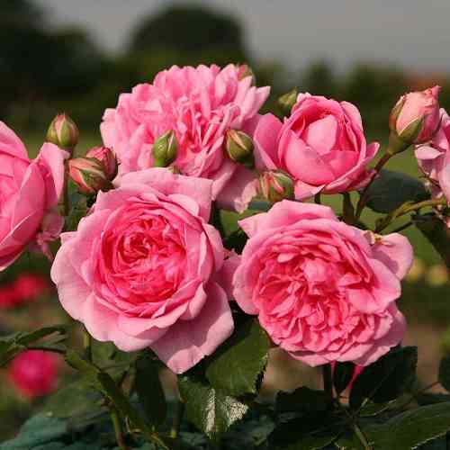 Саженцы роз Свит Лагуна (привитый) - 2-летний Черновцы