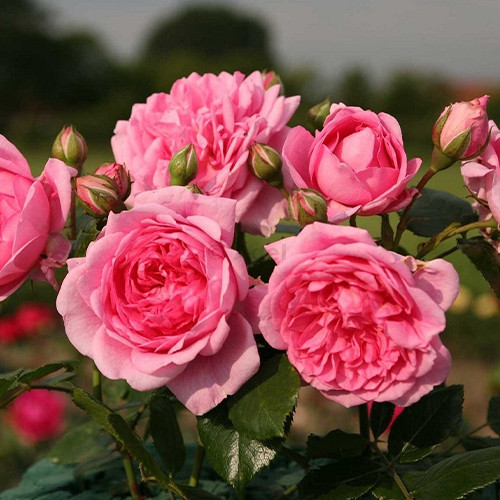 Саженцы роз Свит Лагуна (привитый) - 2-летний Черновцы - изображение 1