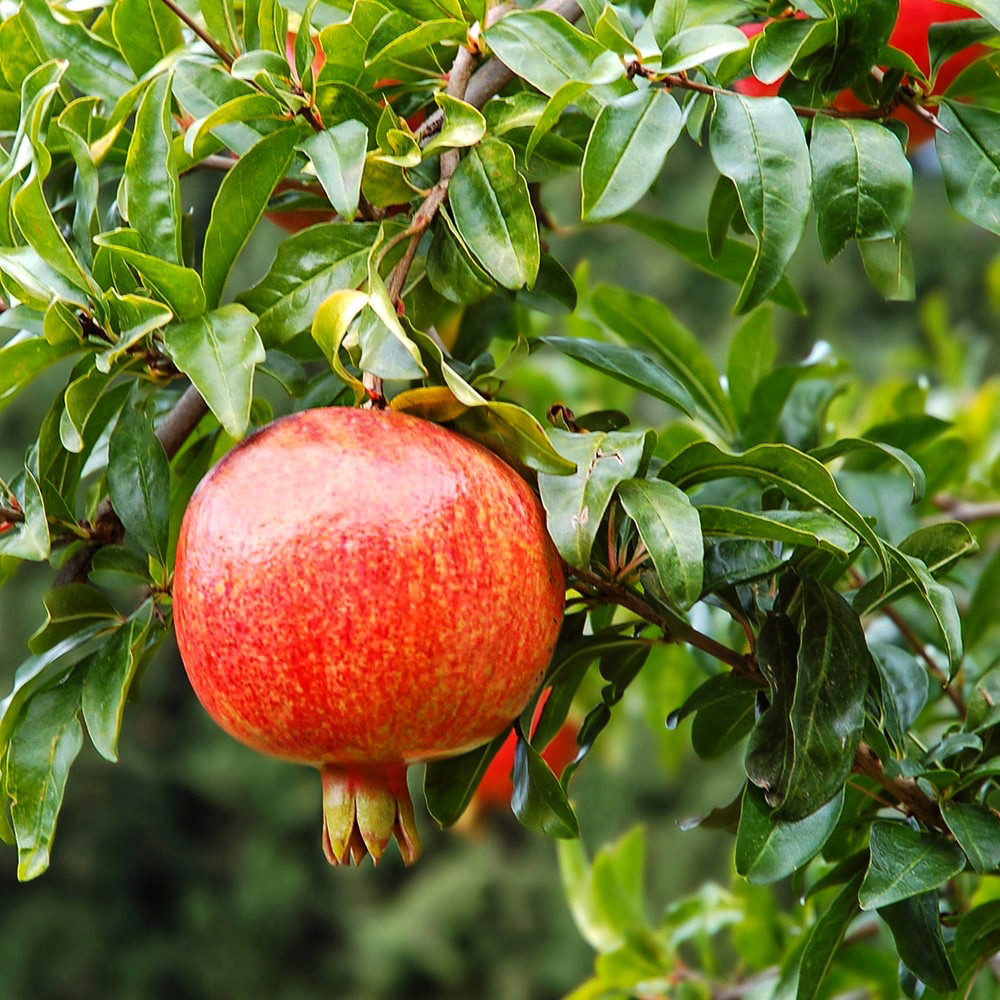 Саженцы граната Гринго (черенкованный) - 1-летний Черновцы - изображение 1