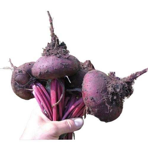 Буряк столовий Єгипетський плоский 3гр Смачний Житомир - фото 3