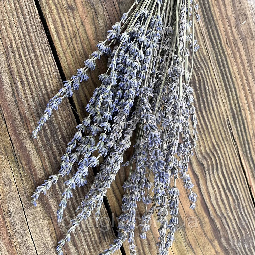 Веточки лавандина для флористики декора и творчества 30-40 см 50шт. Ирпень - изображение 3
