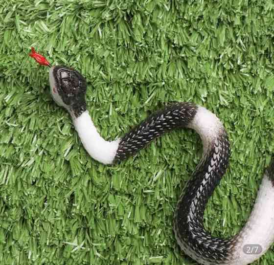 Іграшка змія декор 23 см чорно-білий Київ