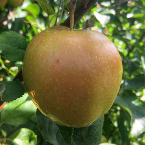 Саженцы яблони Розовая Жемчужина (привитый) - 1-летний Черновцы