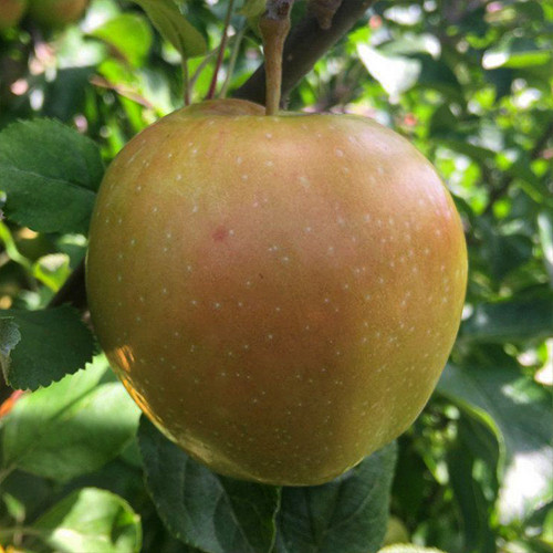 Саджанці яблуні Рожева Перлина (привитий) - 1-річний Чернівці - фото 1