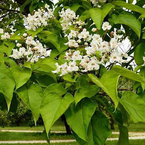 Саженцы катальпы Чудесная - 1-летний Черновцы