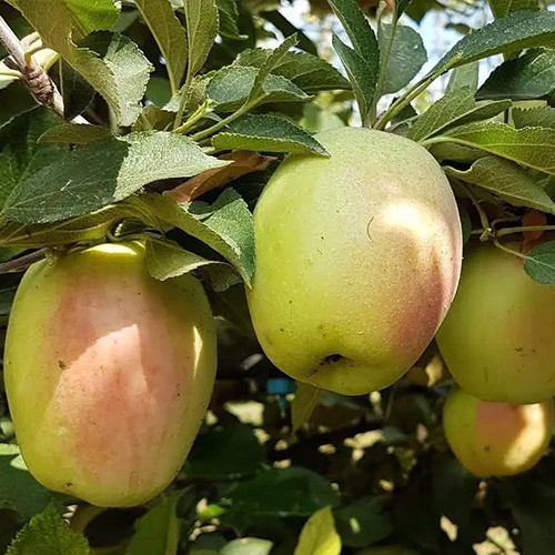 Саджанці яблуні Сінап Білий (привитий) - 1-річний Чернівці - фото 1