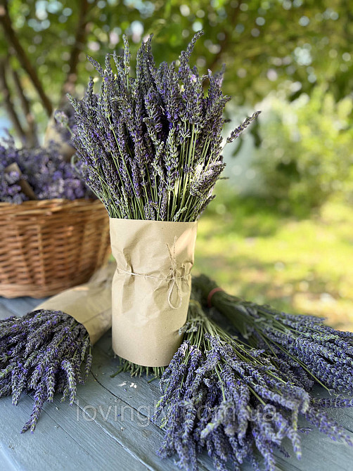 Однорічні саджанці лавандину Гроссо з відкритою кореневою системою Ірпінь - фото 8