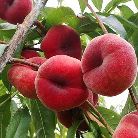 Саджанці персика Уфо 2 (привитий) - 1-річний Чернівці