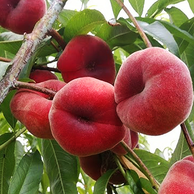 Саджанці персика Уфо 2 (привитий) - 1-річний Чернівці - фото 1