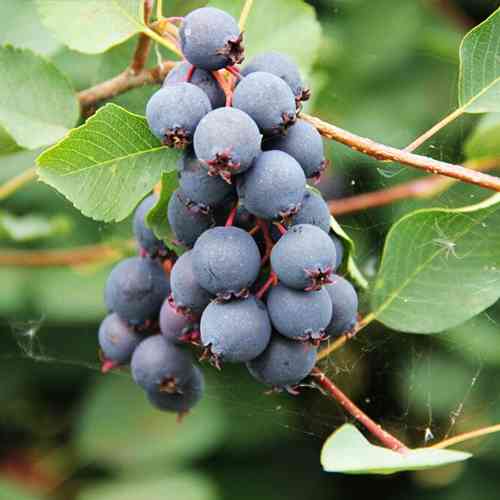 Саджанці ірги Тиссен (привитий) - 2-річний Чернівці