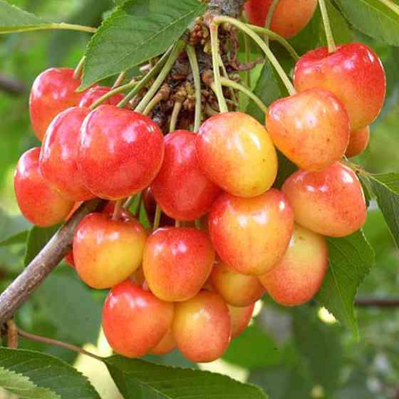 Саженцы черешни Розовинка ранняя (привита) - 1-летний Черновцы