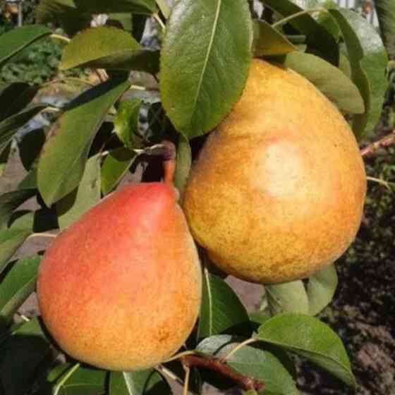 Саджанці груші Маргарита Марілья (привитий) - 1-річний Чернівці