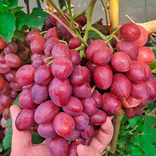 Саженцы винограда Красный Принц (черенкованный) - 1-летний Черновцы