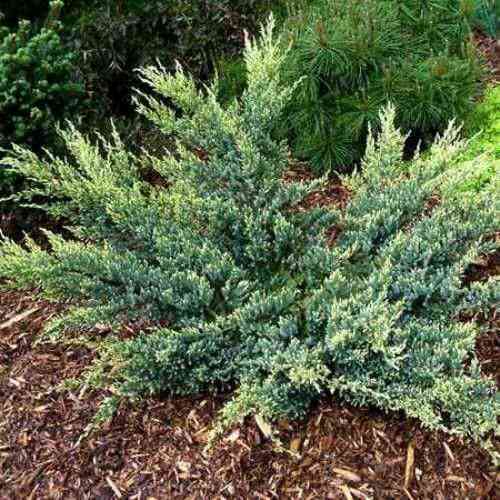 Саджанці ялівцю Радість Мрії (черенкований) - 3-річний Чернівці