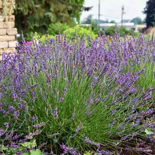 Саджанці лаванди Феноменал (черенкований) - 2-річний Чернівці