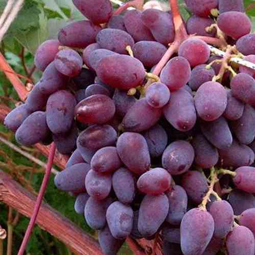 Cаджанці винограду Аметист Новочеркаський (черенкований) - 2-річний Чернівці