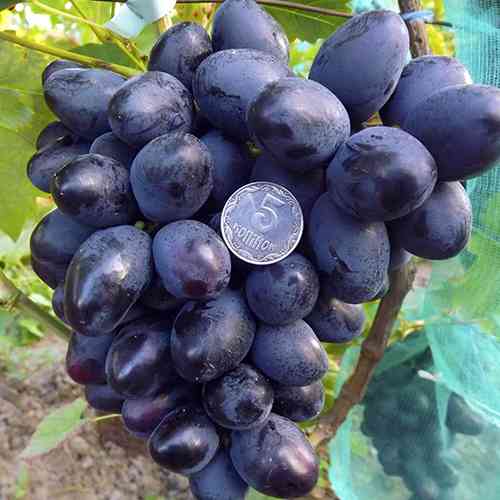 Саженцы винограда Краса Балок (черенкованный) - 2-летний Черновцы