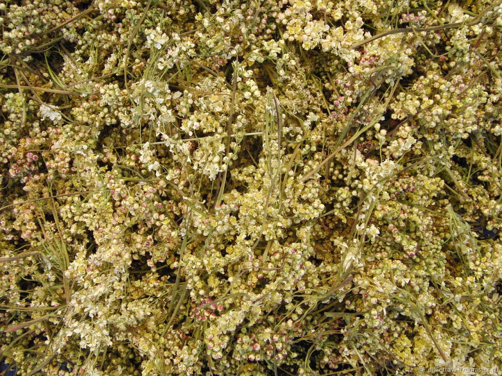 Цвіт лабазника (Цветки таволги) 100г master sem Київ - фото 1