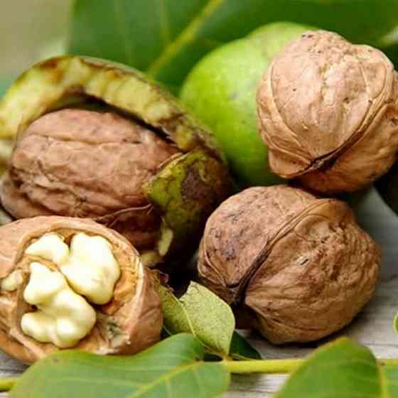 Саджанці грецького горіха Астахівський - 1-річний Чернівці