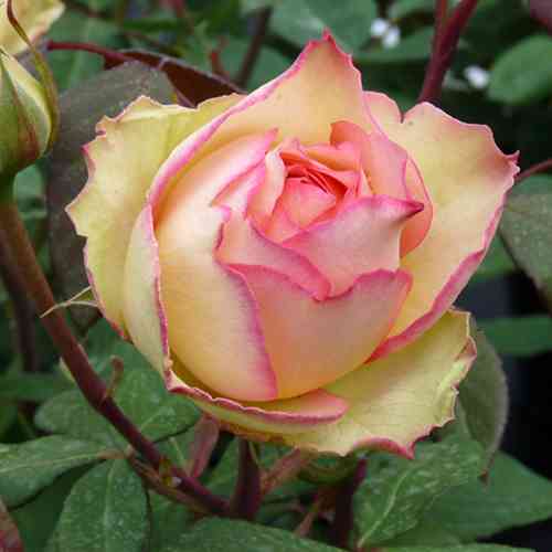 Саженцы роз Джалита (привитый) - 2-летний Черновцы