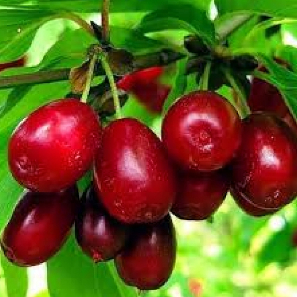 Черенки кизила Светлячок (5 штук) Черновцы - изображение 1