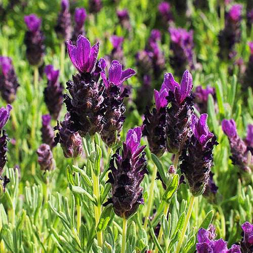 Саженцы лаванды Анук (черенкованный) - 1-летний Черновцы - изображение 1