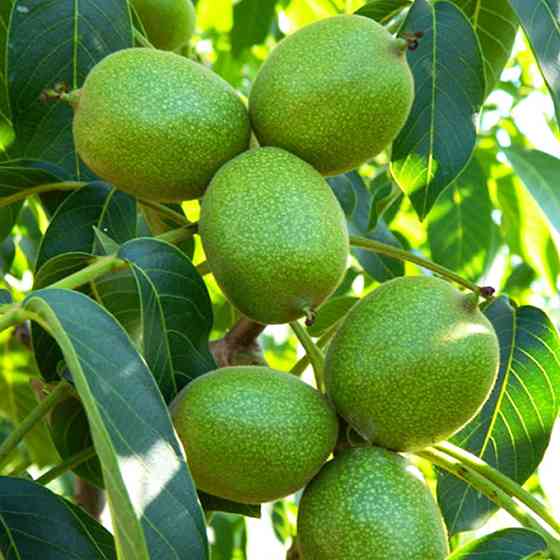 Саджанці грецького горіха Яцек - 2-річний Чернівці