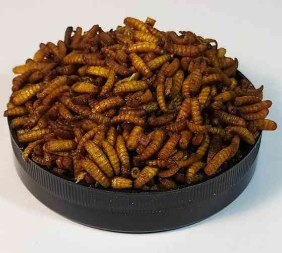 Опариш сухий "Maggot" тм Буся. Корм для черепах, рептилій, їжаків, птахів, гризунів. Пакет 25г Зміїв