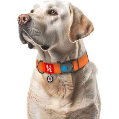 Ошейник для животных WAUDOG Waterproof с QR паспортом пластиковый фастекс XXL оранжевый (25114) Винница