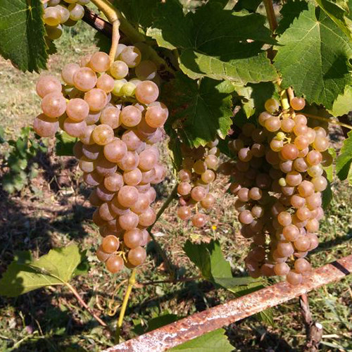 Саженцы винограда Диамант (черенкованный) - 2-летний Черновцы - изображение 1