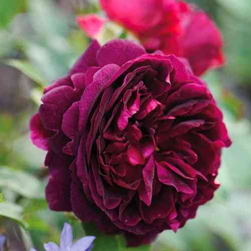 Саджанці троянд Манстед Вуд (привитий) - 2-річний Чернівці