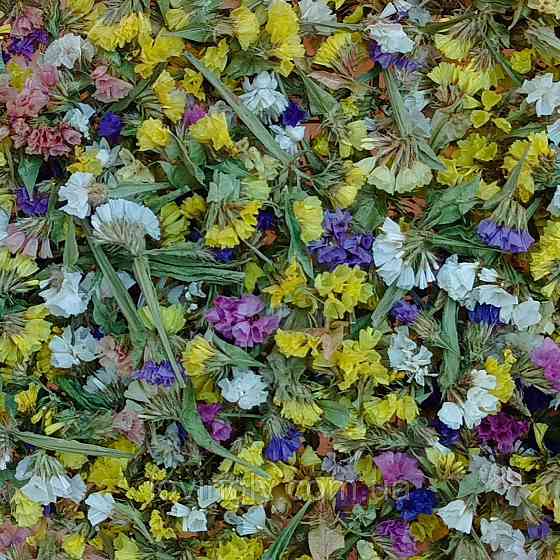 Сухоцвет статицы для декора микс цветов 30 г. Ирпень