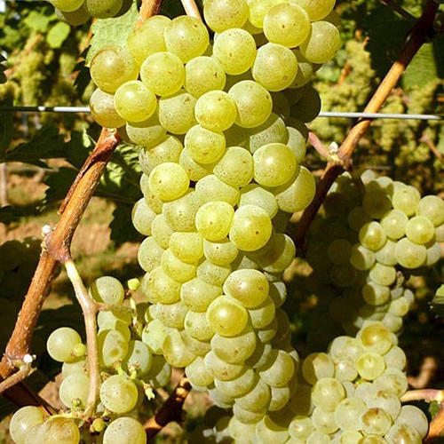 Cаджанці винограду Йоханітер (черенкований) - 1-річний Чернівці - фото 1