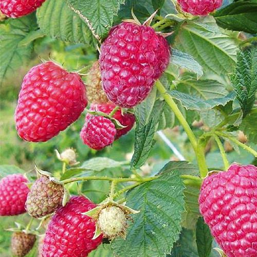 Саджанці малини Спокуса (черенкований) - 1-річний Чернівці - фото 1