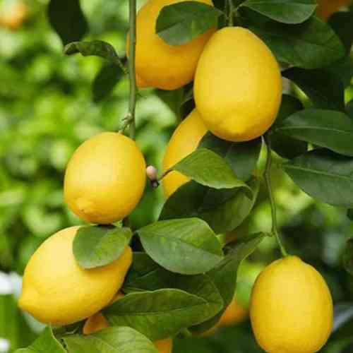 Саженцы лимона Вилла Франка (черенкованный) - 1-летний Черновцы