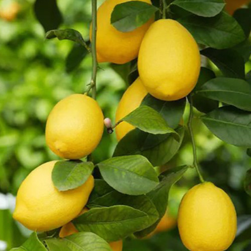 Саженцы лимона Вилла Франка (черенкованный) - 1-летний Черновцы - изображение 1