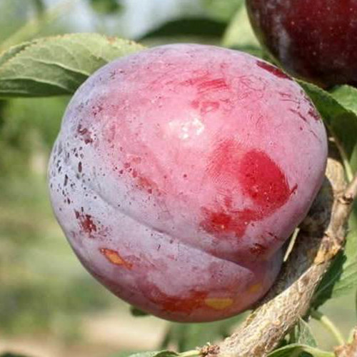 Саженцы диплоидной сливы Блэк Айс (привитый) - 1-летний Черновцы - изображение 1