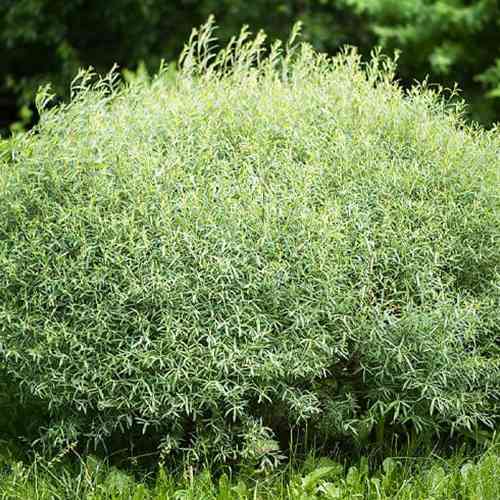 Саджанці декоративної верби Пурпурова Нана (черенкований) - 2-річний Чернівці