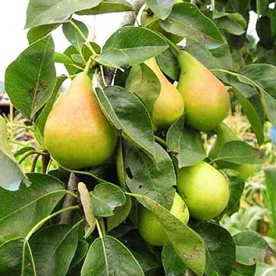 Саджанці груші Яблунівська (привитий) - 2-річний Чернівці