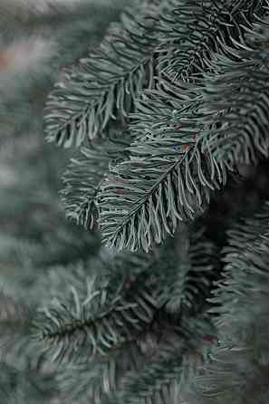 Голуба штучна ялинка 2.5 м Карпатська Преміум Київ