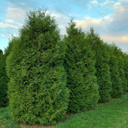 Саджанці туї Думоза Чернівці - фото 1